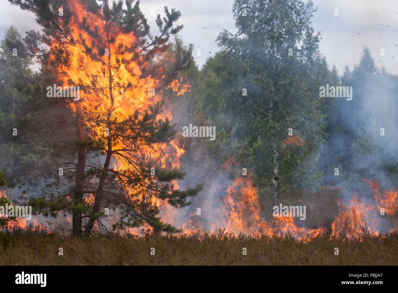 Incendio boschivo Foto Stock