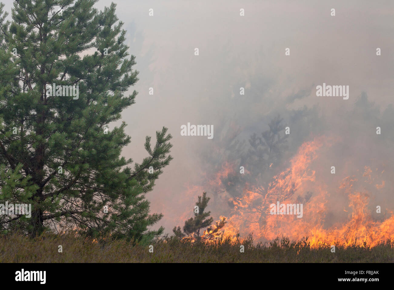 Foresta di Pini e heath fire. Le fiamme e il fumo. Foto Stock