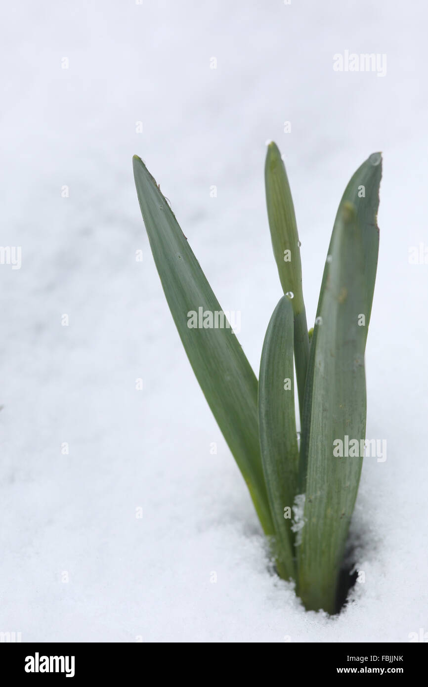 Giunchiglie coming up dopo un caldo inverno attraverso la neve Foto Stock