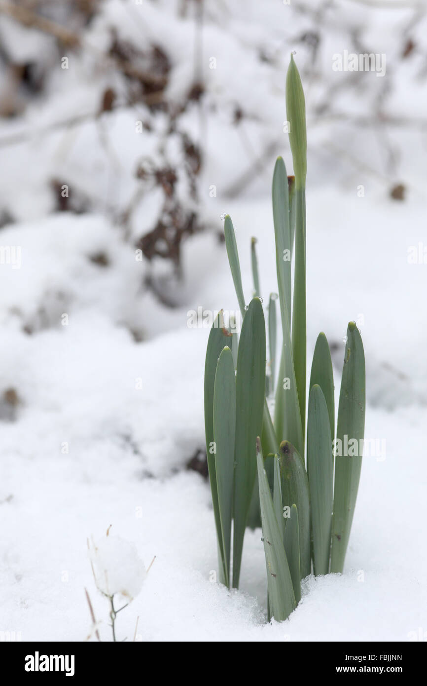 Giunchiglie coming up dopo un caldo inverno attraverso la neve Foto Stock