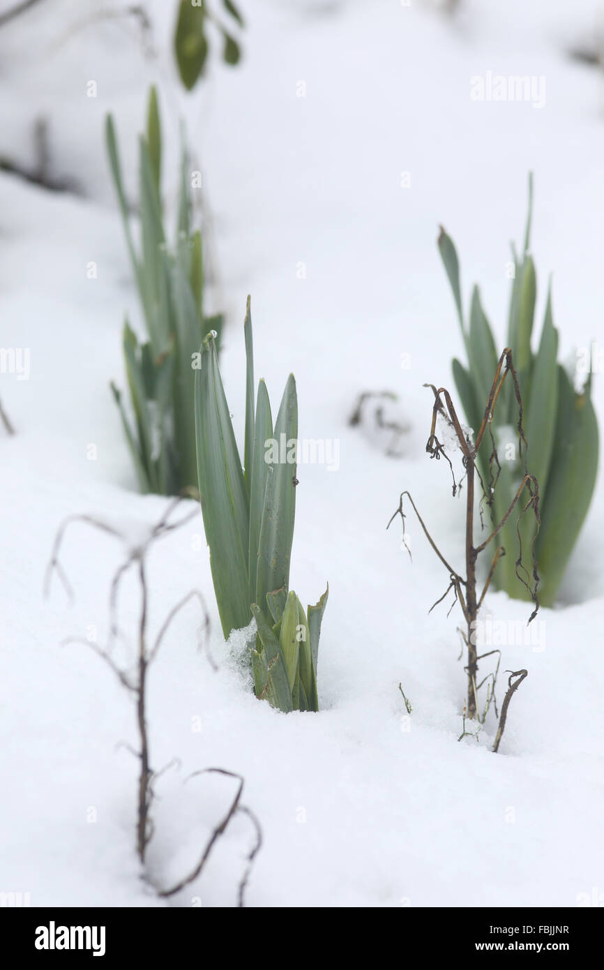 Giunchiglie coming up dopo un caldo inverno attraverso la neve Foto Stock