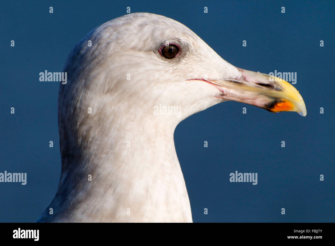 Glaucous-winged gull (Larus glaucescens), Waterfront Park, Portland, Oregon Foto Stock