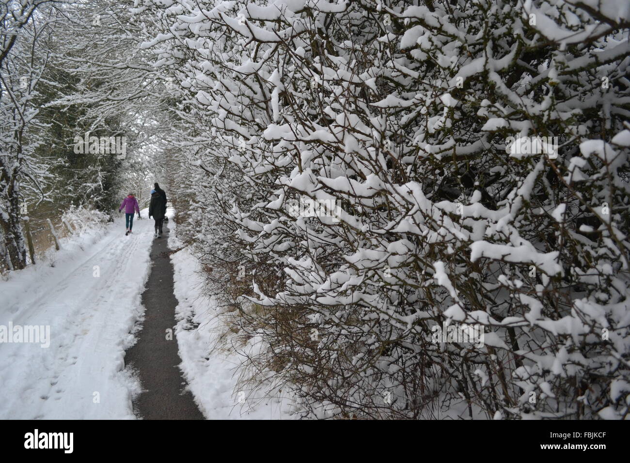 Paese nevoso lane in Cotswolds Foto Stock