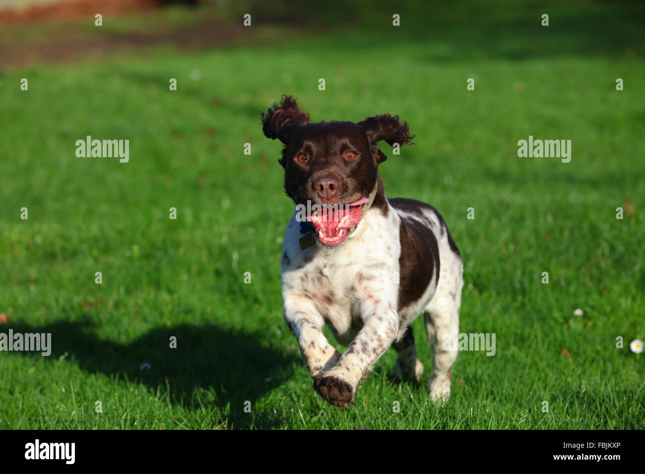 Inglese Springer Spaniel, marrone e fegato, marrone e bianco, canino, Gun Dog, energico, attivo, lavoratore duro, lavoro sul campo, attento desideroso, bello, animale domestico Foto Stock