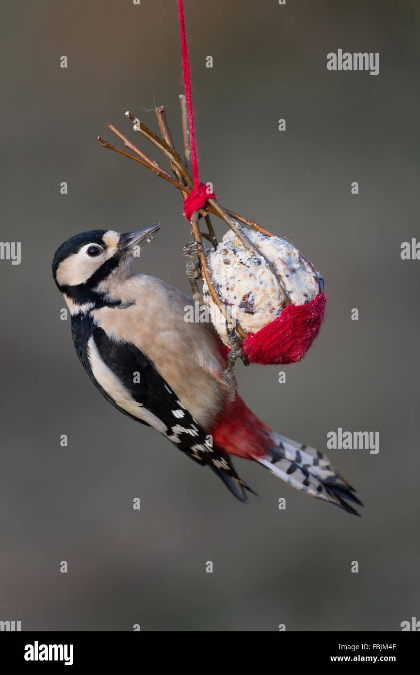 Picchio rosso maggiore, femmina, bird's alimentazione, Buntspecht, Weibchen, Vogelfütterung, Dendrocopos major, Picoides major Foto Stock