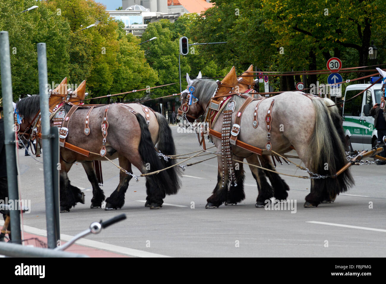 Team di quattro cavalli in decorazioni i cavi elettrici utilizzati per il traino di rimorchio di birra al Oktoberfest a Monaco di Baviera, Germania. Foto Stock