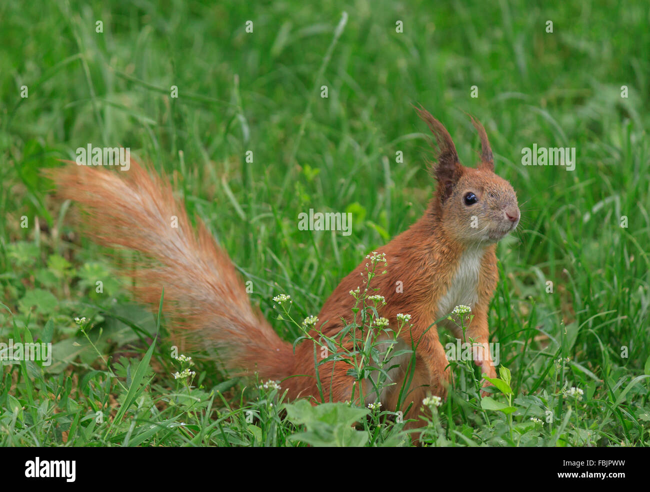 Close up di scoiattolo in erba verde Foto Stock