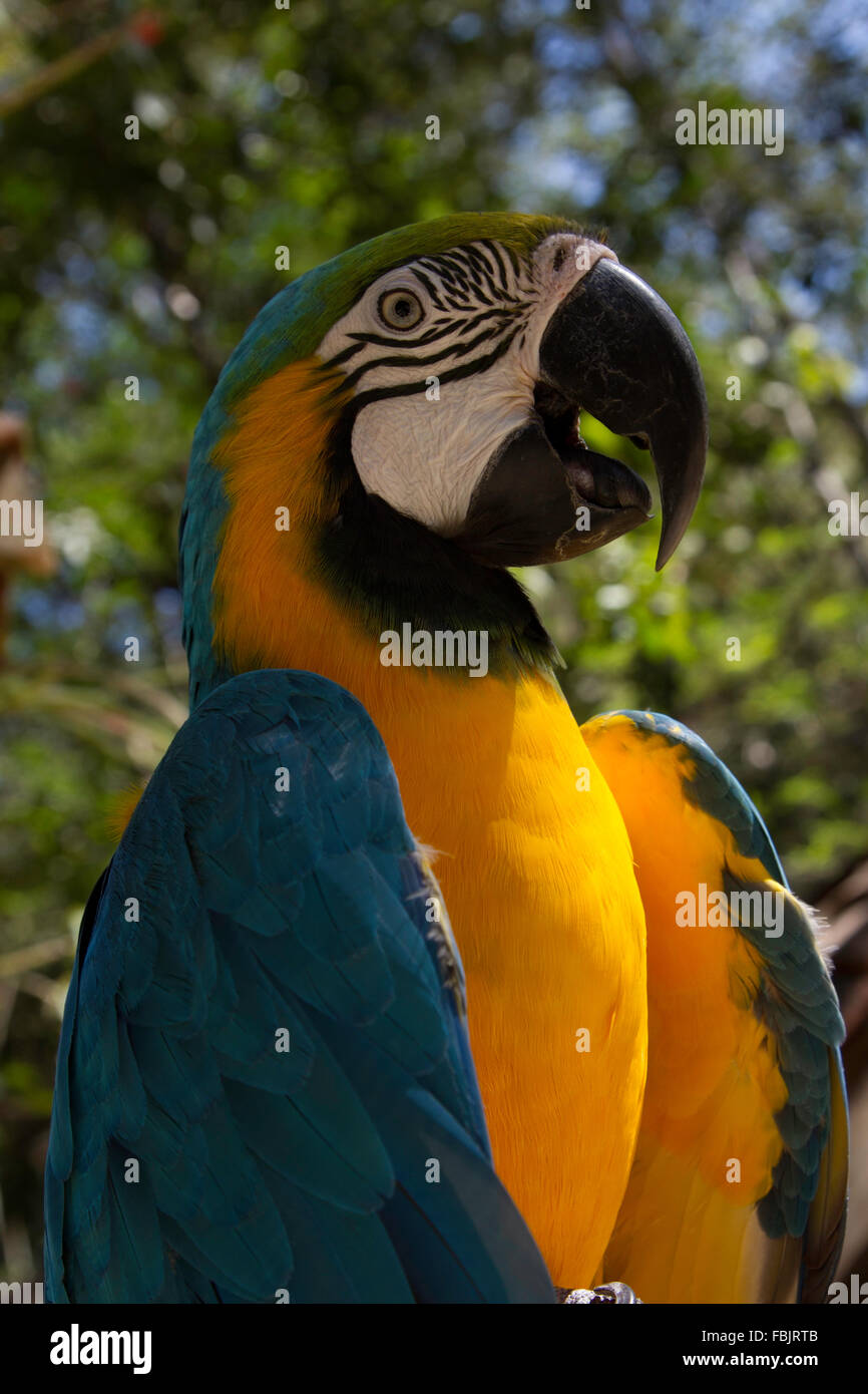 Profilo laterale, close-up di blu macaw, ara aruana, Foto Stock