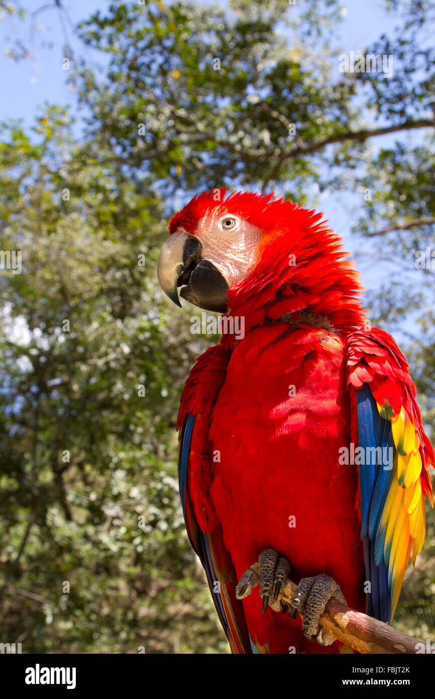 Vista laterale e frontale della scarlet macaw in presenza di luce solare, Red Parrot, ara macao Foto Stock