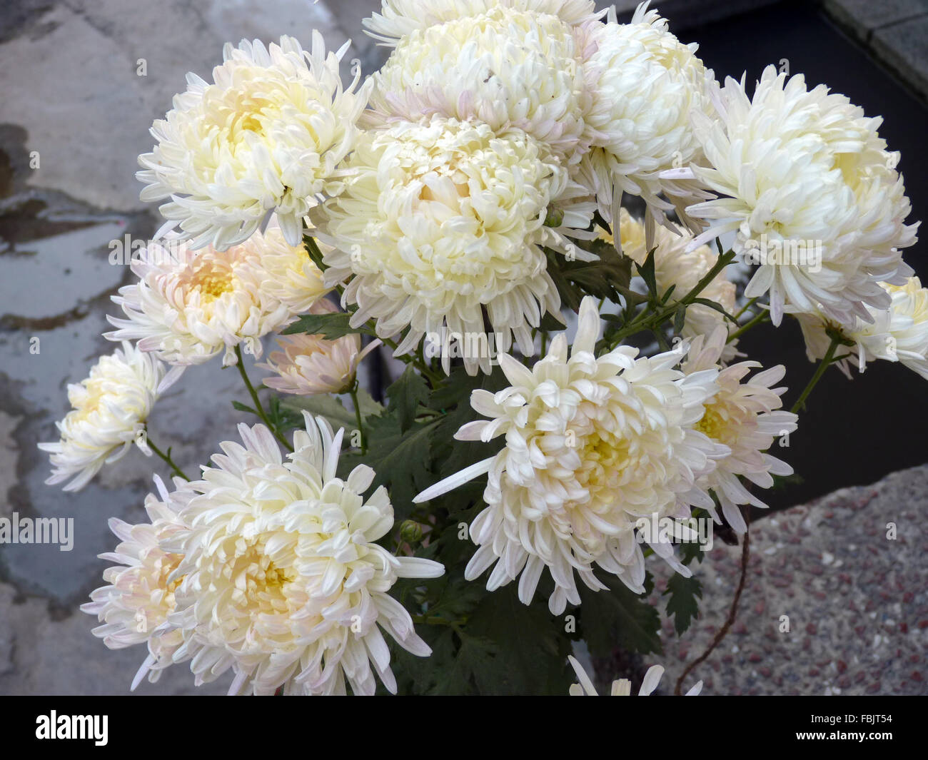 VOID Federa Cuscino Crisantemo 40x40 Cm | Poliestere Impermeabile Outdoor/indoor