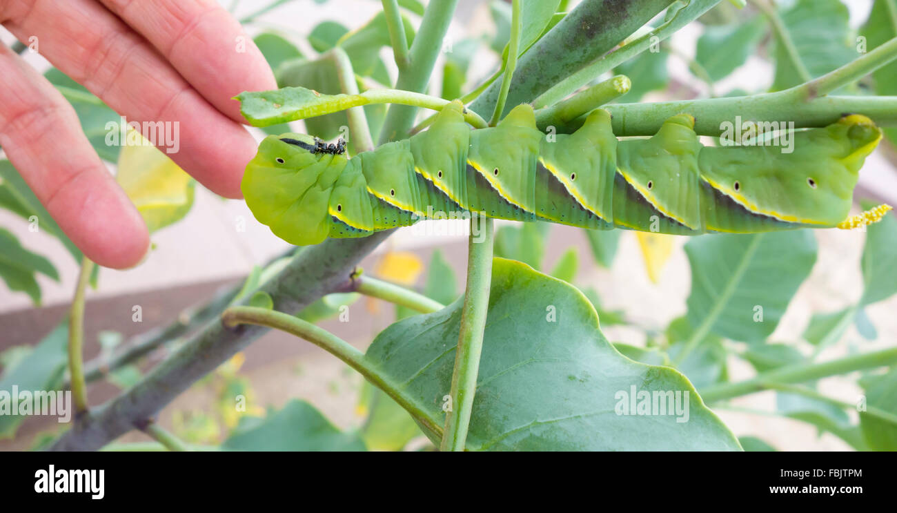 Ligustro Hawk-moth (Sphinx ligustri) Foto Stock