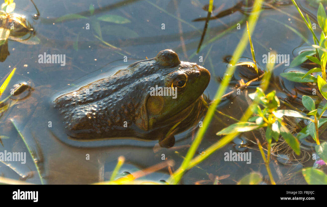 Comune di North American Bullfrog in una palude. Foto Stock