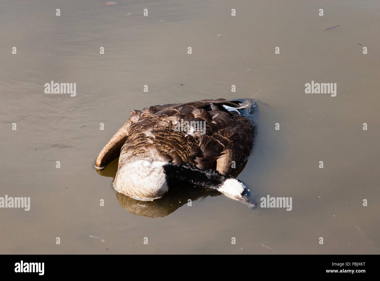 Dead marciume adulto canada goose corpse floating in presenza di sporco fangoso acqua marrone, con testa sommersa sul lato. Foto Stock