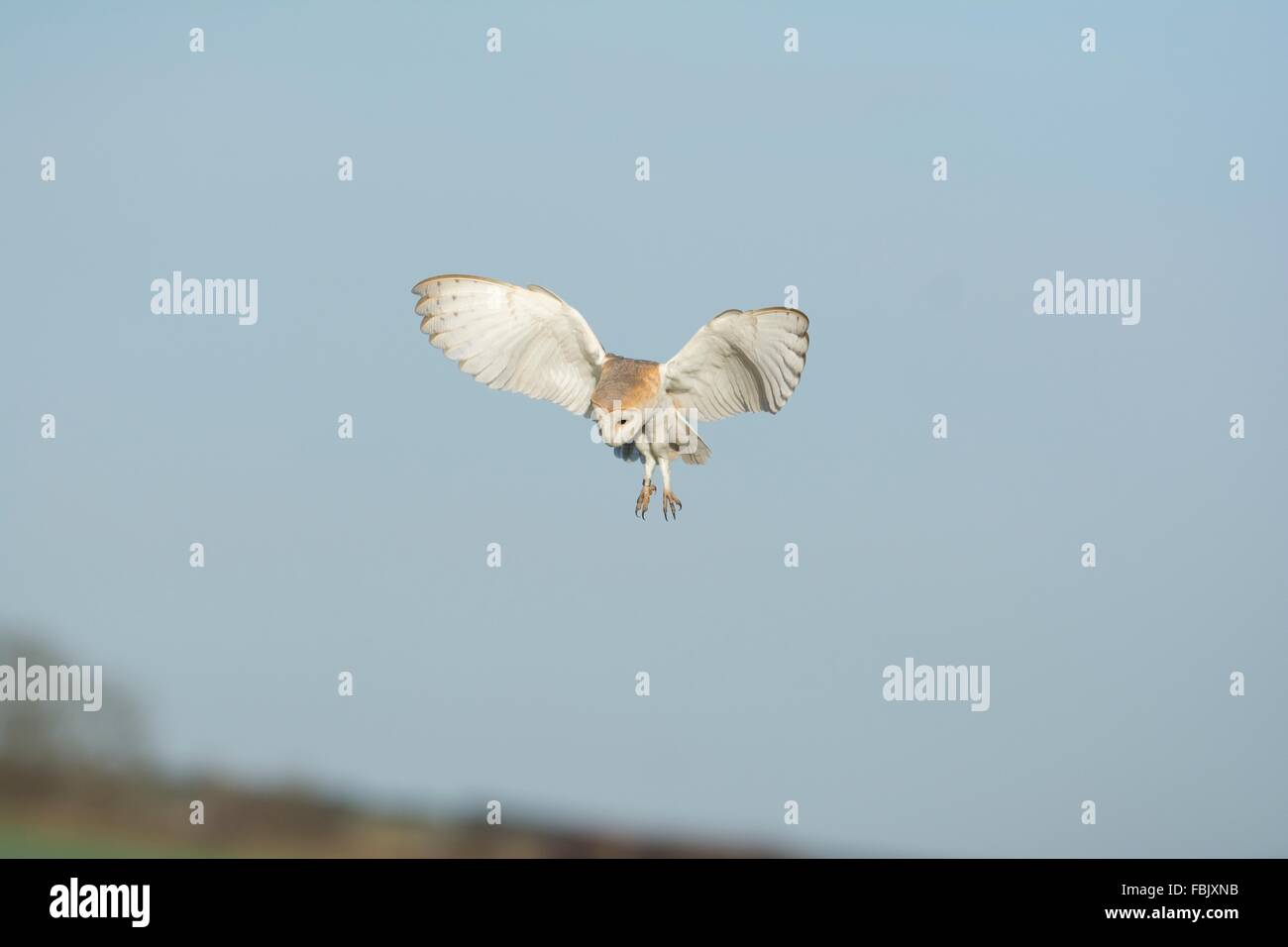 Barbagianni - Tyto alba, in volo, Norfolk, Inghilterra, gennaio. Foto Stock