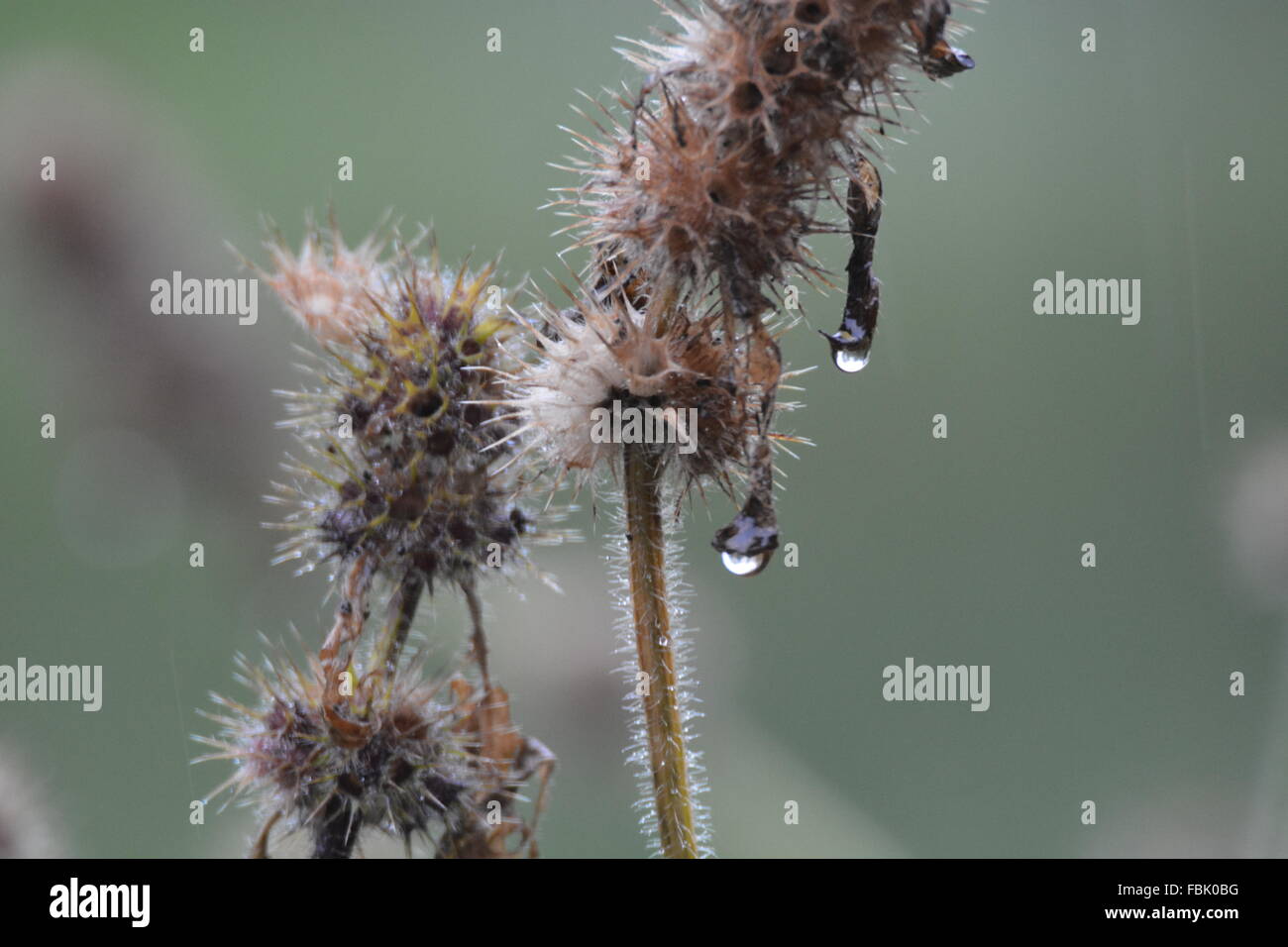 Gocciolamento di acqua su frosty pianta morta Foto Stock