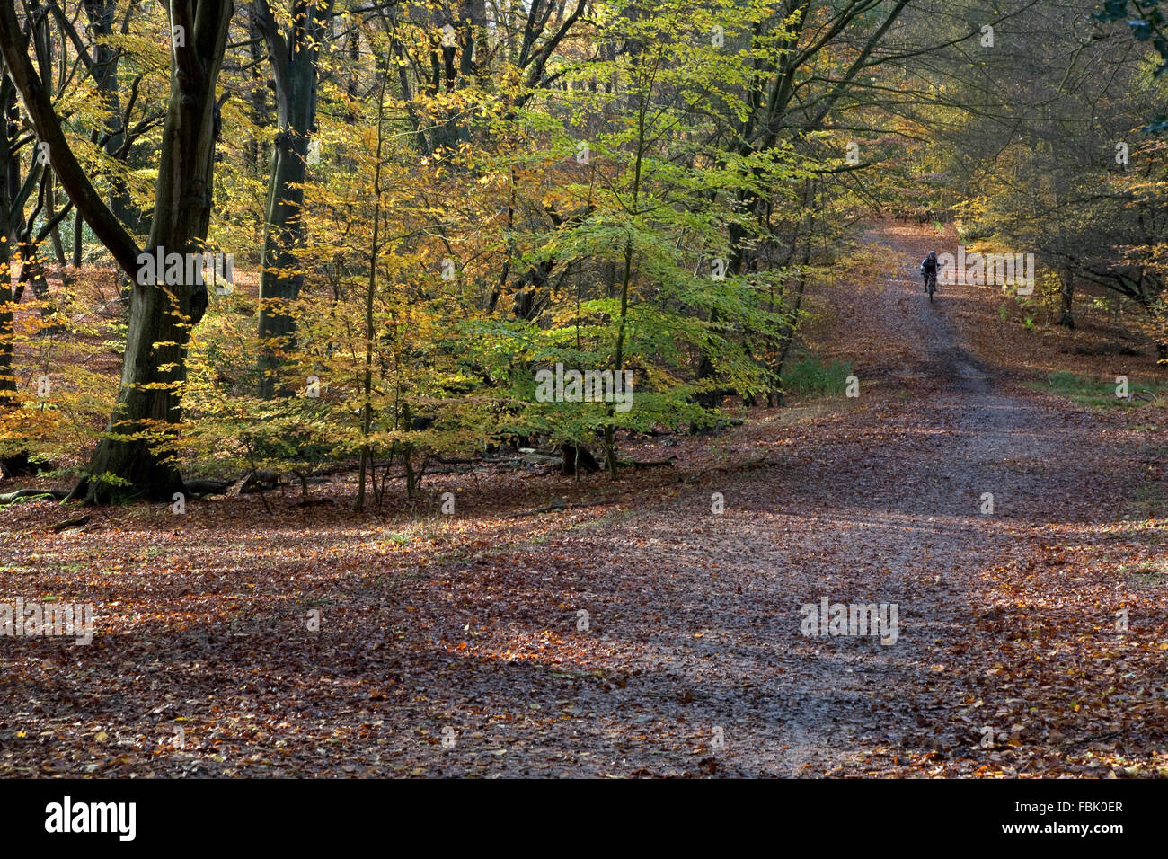 Ciclista in bicicletta lungo bridleway nella Foresta di Epping, con colori autunnali e foglie di Misto bosco di latifoglie moquette il bridl Foto Stock