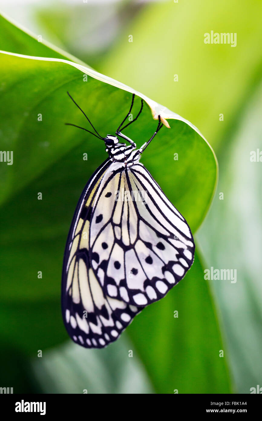 Wisley, Surrey, Regno Unito. Xvii gen, 2016. Farfalle esotiche ( l'albero Nymph butterfly nella foto) Godetevi il clima caldo all'interno della serra tropicale al giardino RHS Wisley, Surrey oggi in confronto al tempo freddo fuori. Le farfalle sono arrivati in questo fine settimana e corre fino a domenica 6 marzo. Credito: Oliver Dixon/Alamy Live News Foto Stock