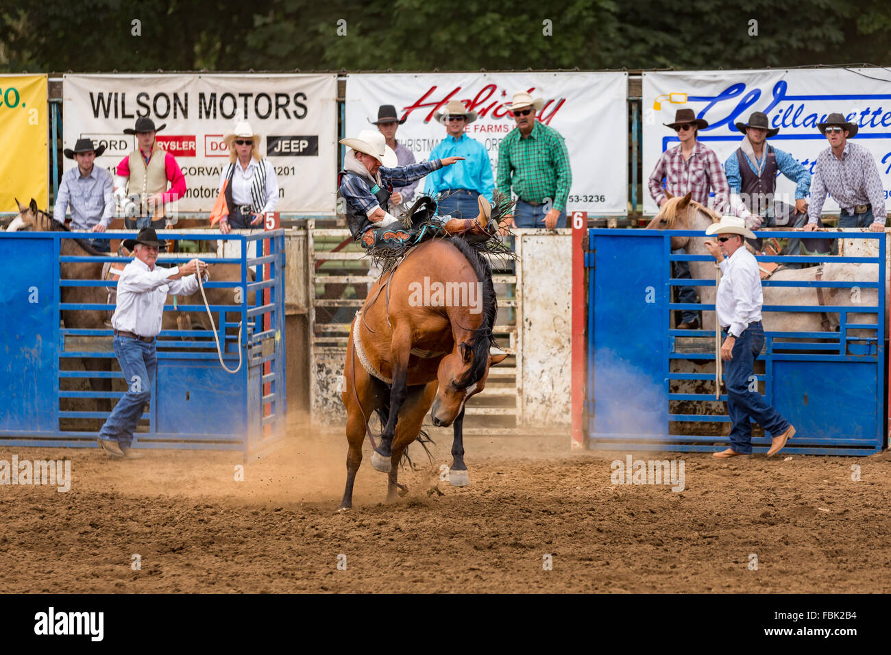 Saddle bronc concorrenza, Philomath Rodeo, Oregon, Stati Uniti d'America Foto Stock