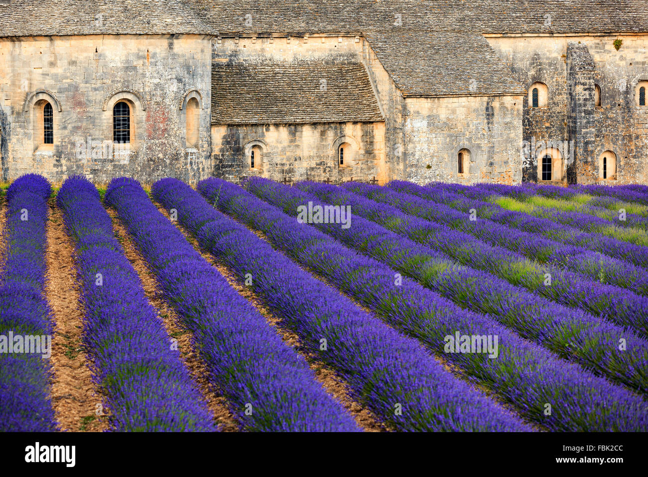 Campi di lavanda di fronte la romanica Abbazia Cistercense di Notre Dame di Senanque, vicino a Gordes, Provenza, Francia Foto Stock