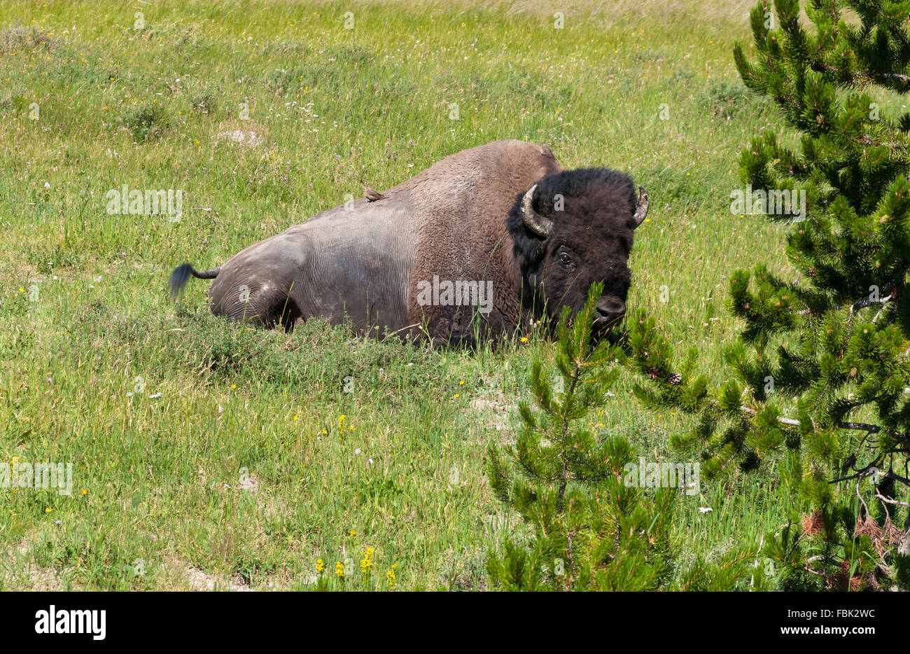 Bison seduto sull'erba al Parco Nazionale di Yellowstone Foto Stock Bison seduto sull'erba al Parco Nazionale di Yellowstone Foto Stock