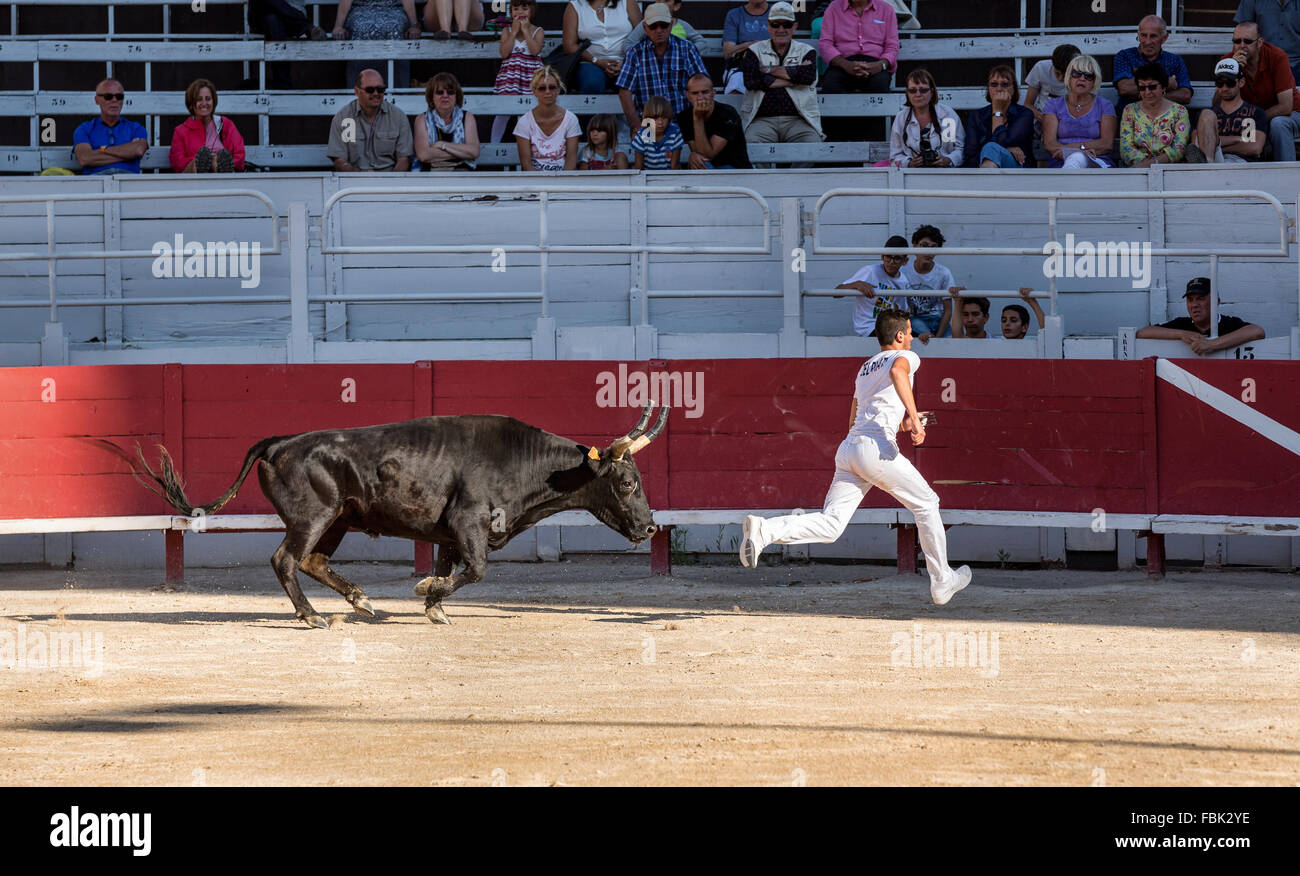 Il torero tenta la fuga di un caccia bull, Camargue gare, Anfiteatro di Arles, Arles, Provence-Alpes-Côte d'Azur, in Francia Foto Stock