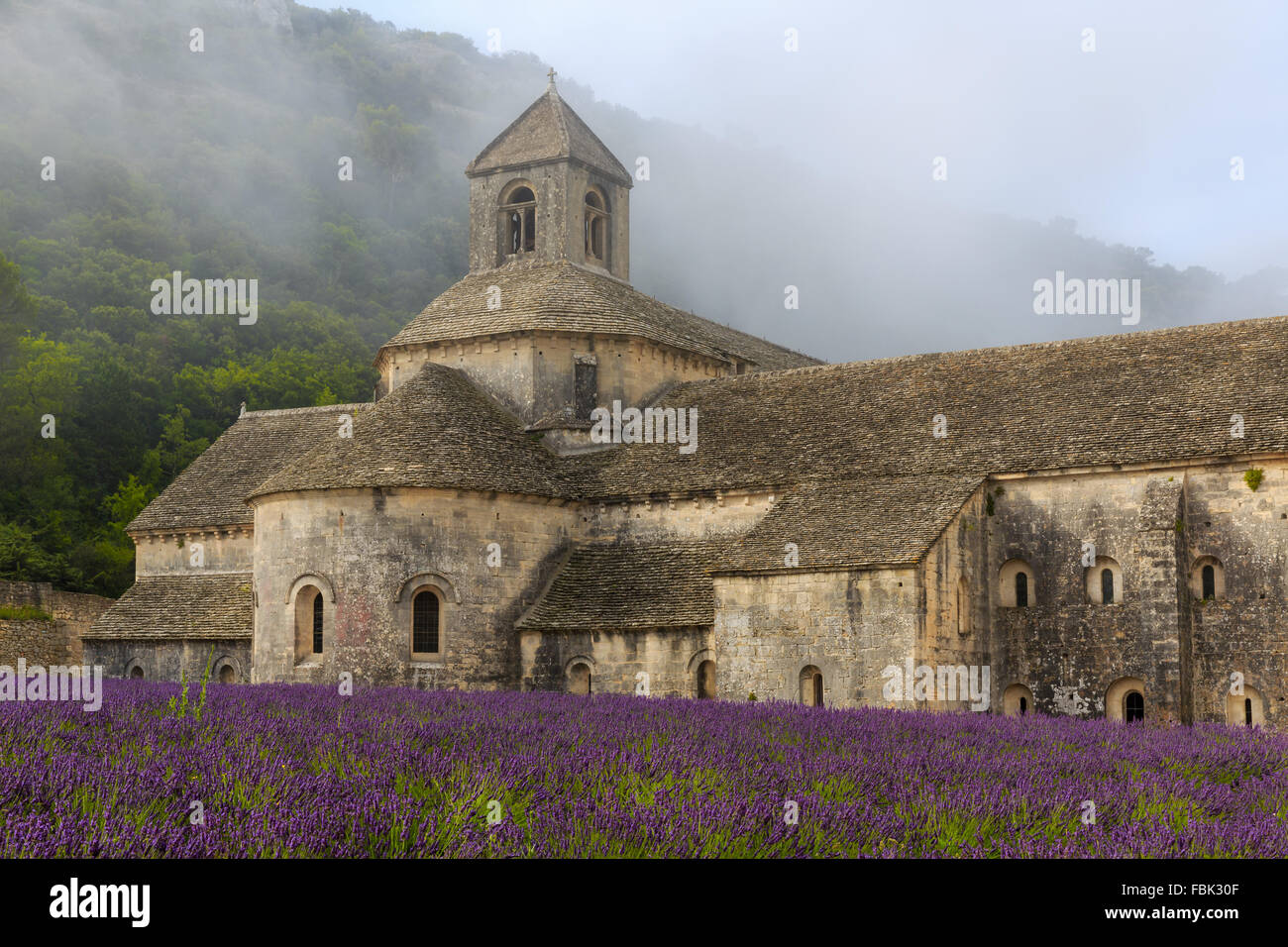 La romanica Abbazia Cistercense di Notre Dame di Senanque impostato tra la fioritura di campi di lavanda, vicino a Gordes, Provenza, Francia Foto Stock