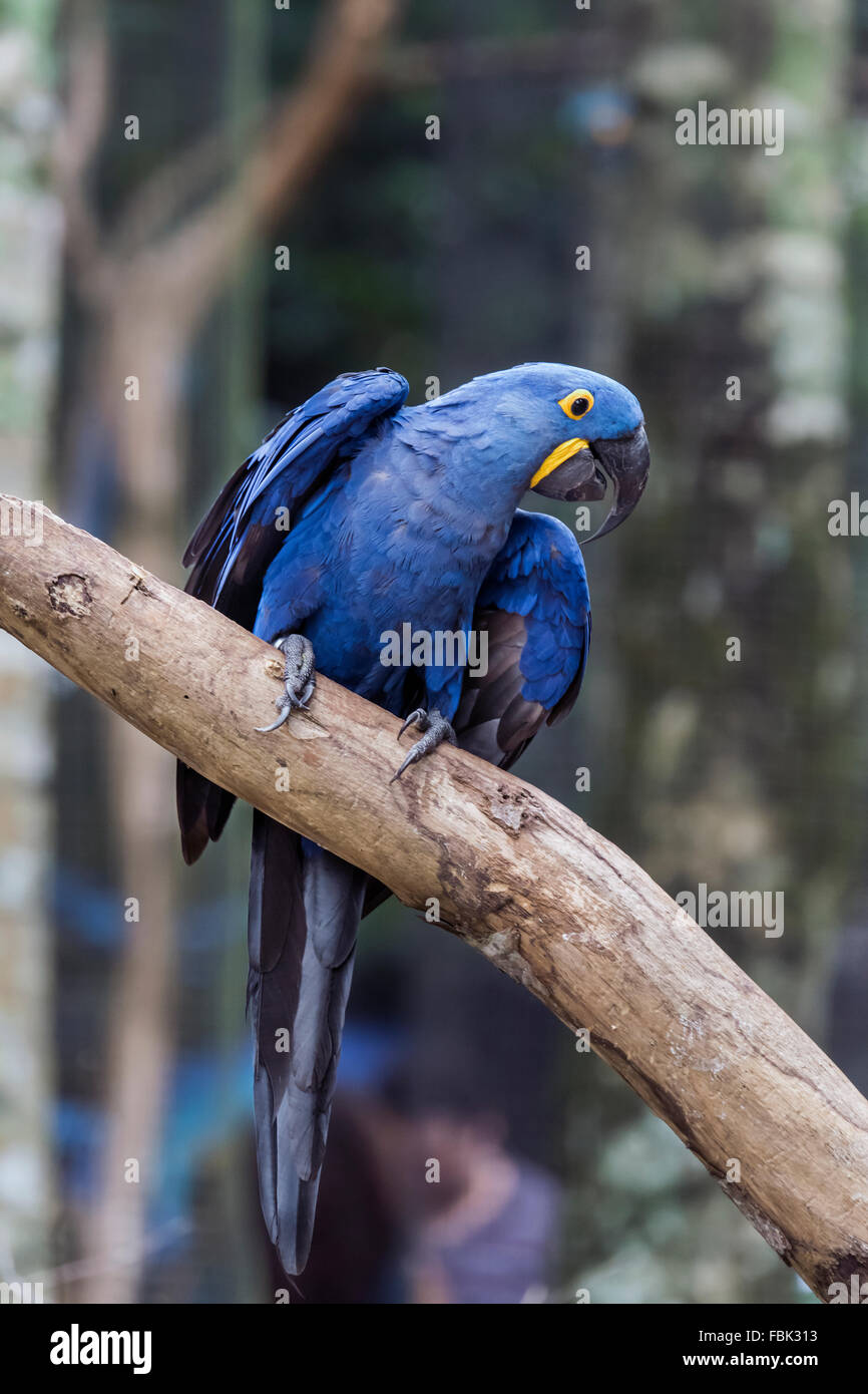 Ara Giacinto (Anodorhynchus hyacinthinus), il Parque das Aves, di Foz do Iguacu, Brasile Foto Stock
