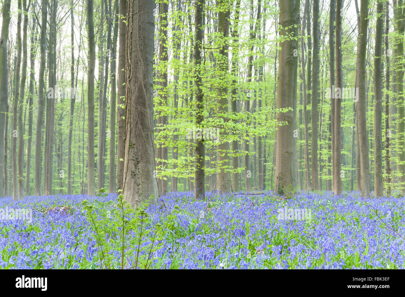 Foresta di primavera con la fioritura bluebells, Hallerbos, Belgio Foto Stock