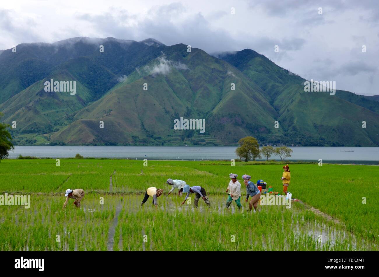 Riso piantagione Lago Toba a Sumatra Indonesia Foto Stock