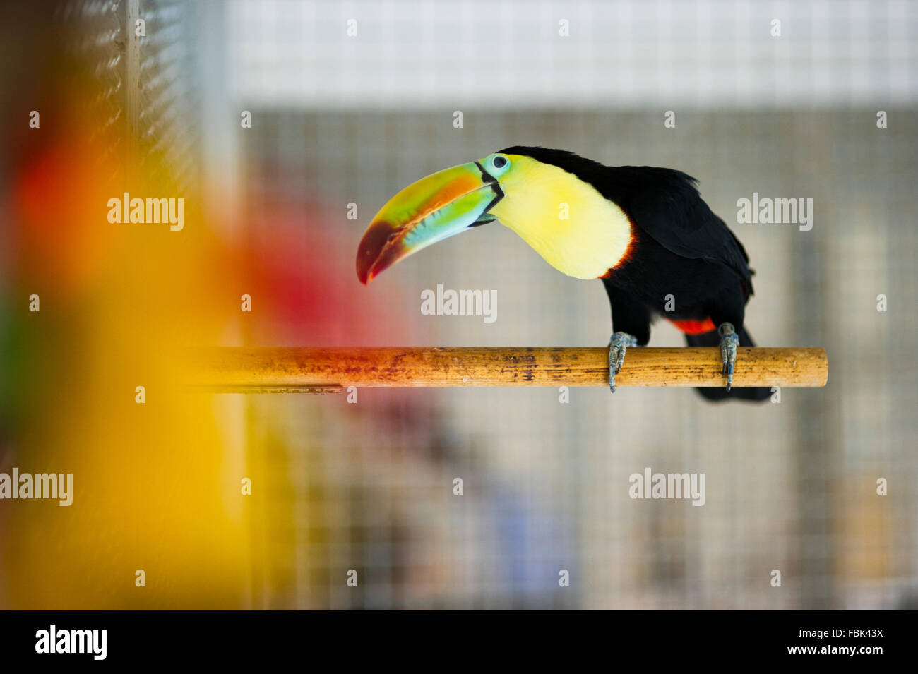 Toucan è seduto su un pesce persico in una cache Foto Stock