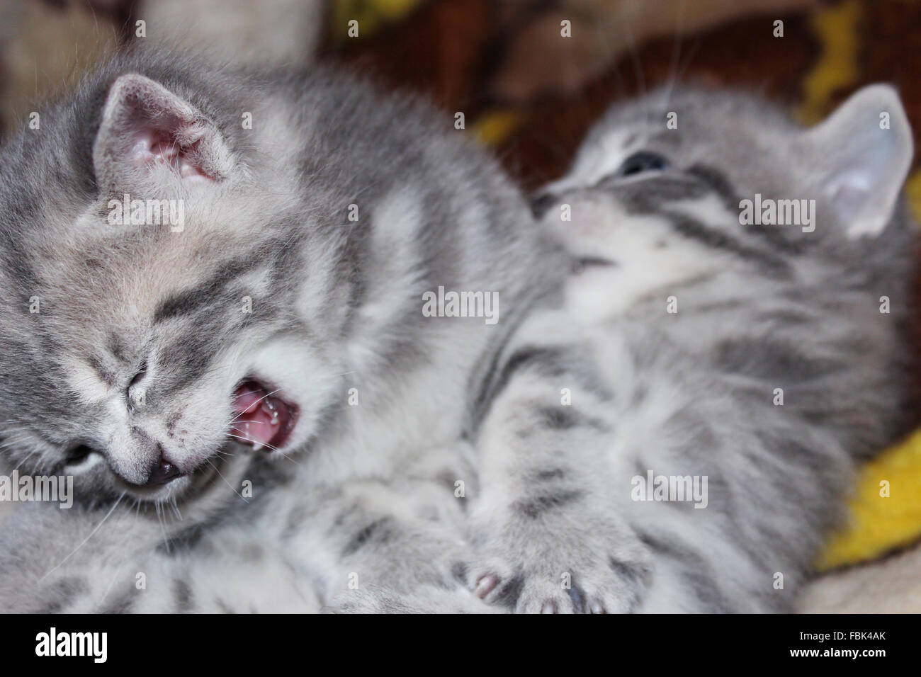 Le zampe di Scottish direttamente i gattini che riproduce circa Foto Stock