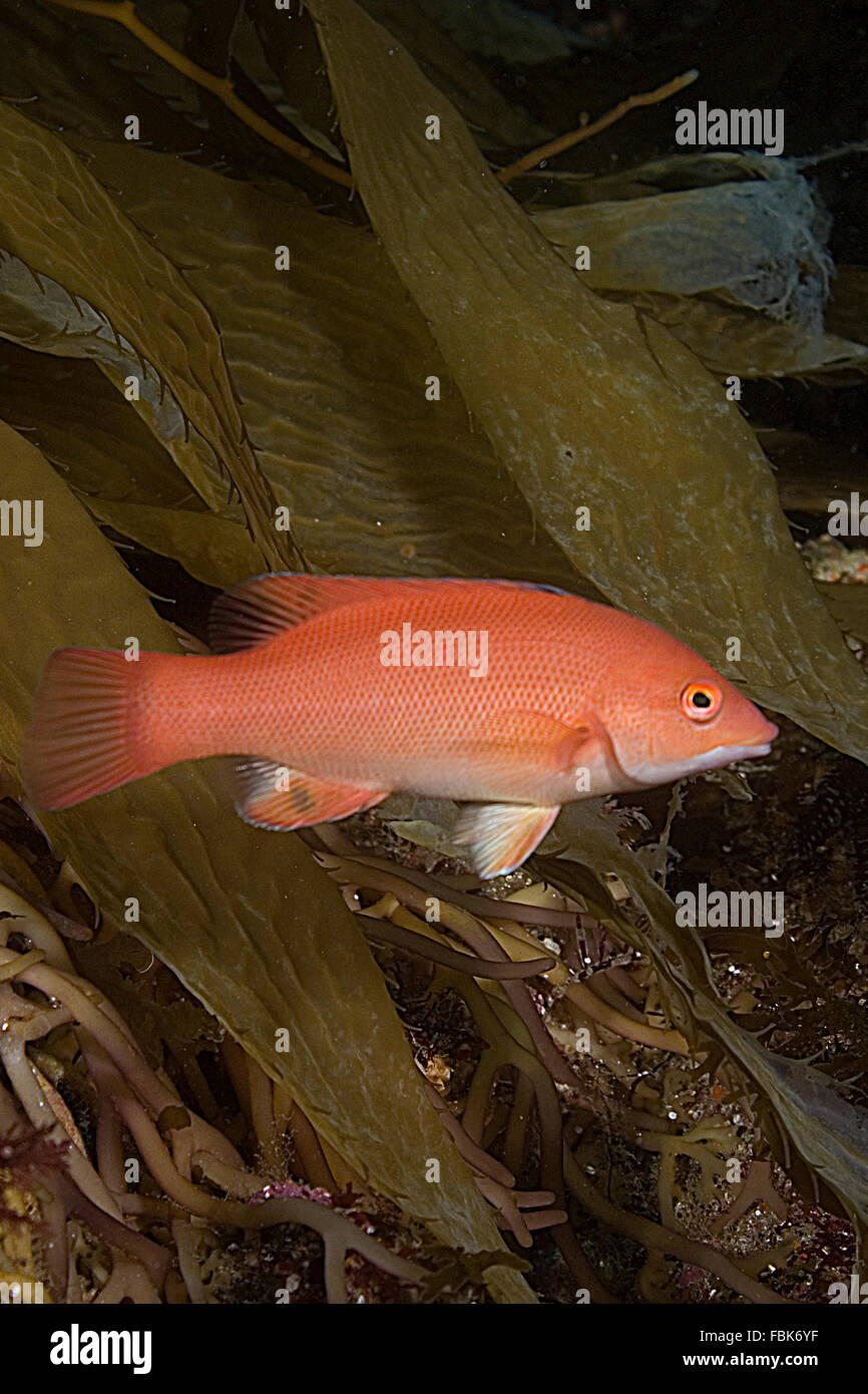 Pesce sheephead femmina a California scogliera sottomarina Foto Stock