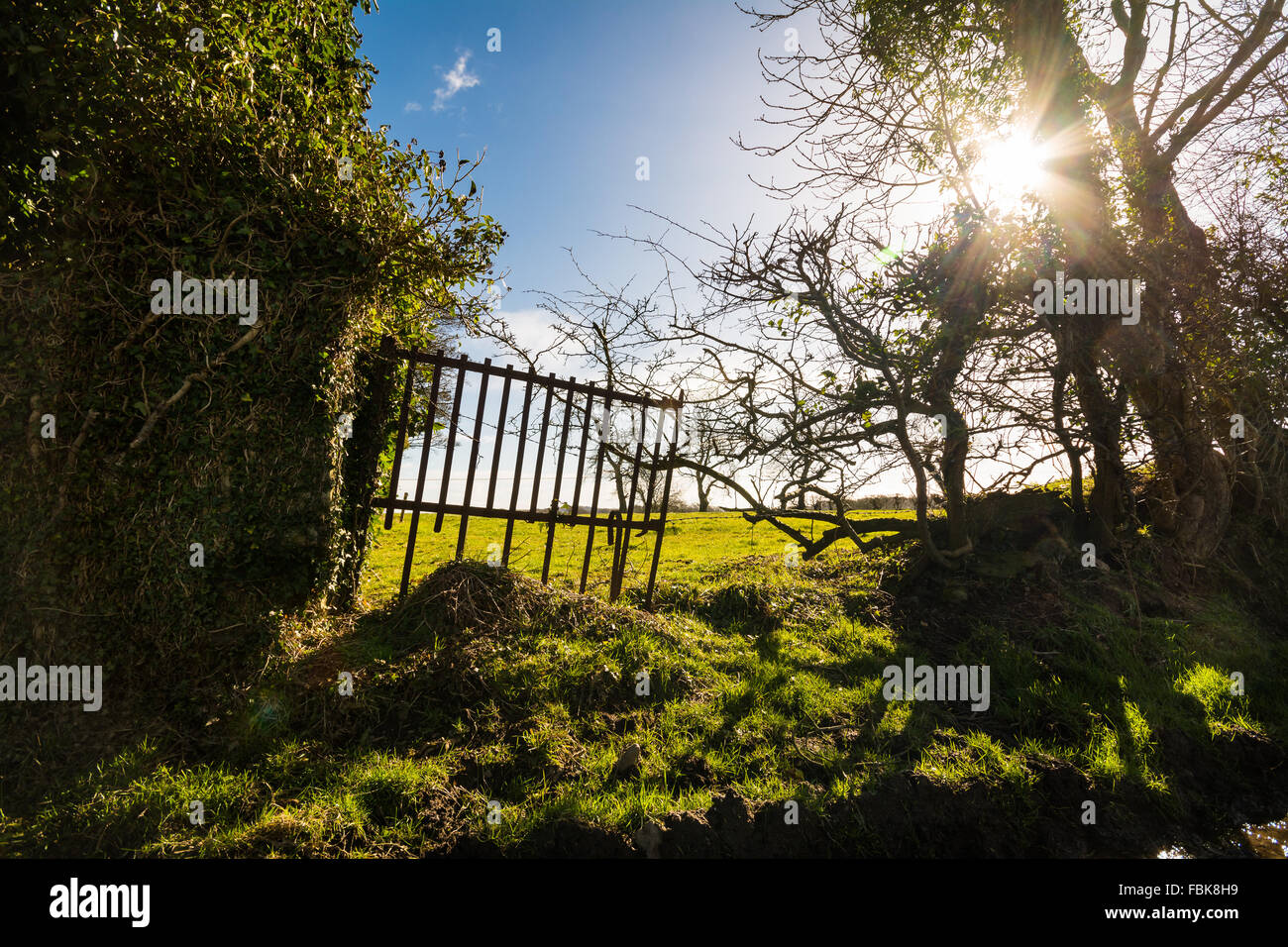 Il sole splende attraverso un campo siepe e recinzione rotto cancello in Irlanda. Foto Stock
