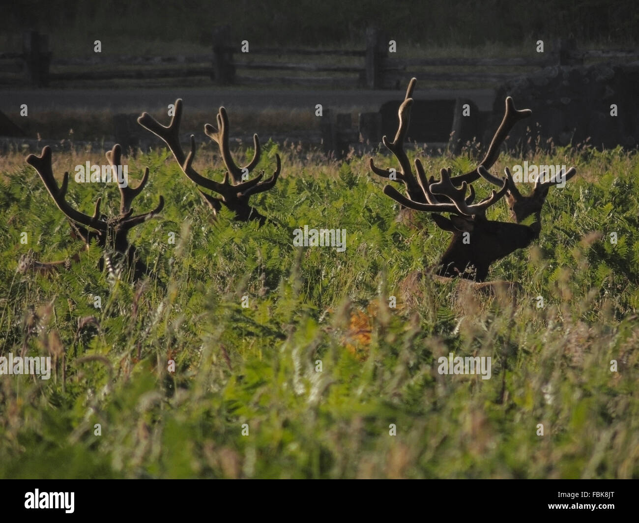 Roosevelt Elk tori (Cervus canadensis roosevelti) con corna in velluto che alimentino la loro crescita fino al capannone nel f Foto Stock