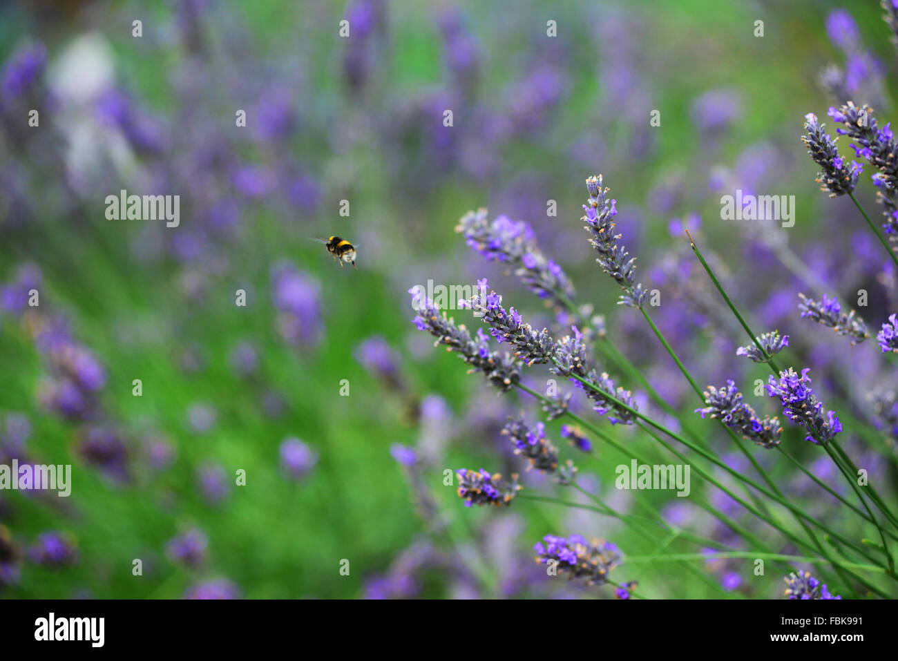 Un'ape battenti intorno ad una boccola di lavanda. Foto Stock
