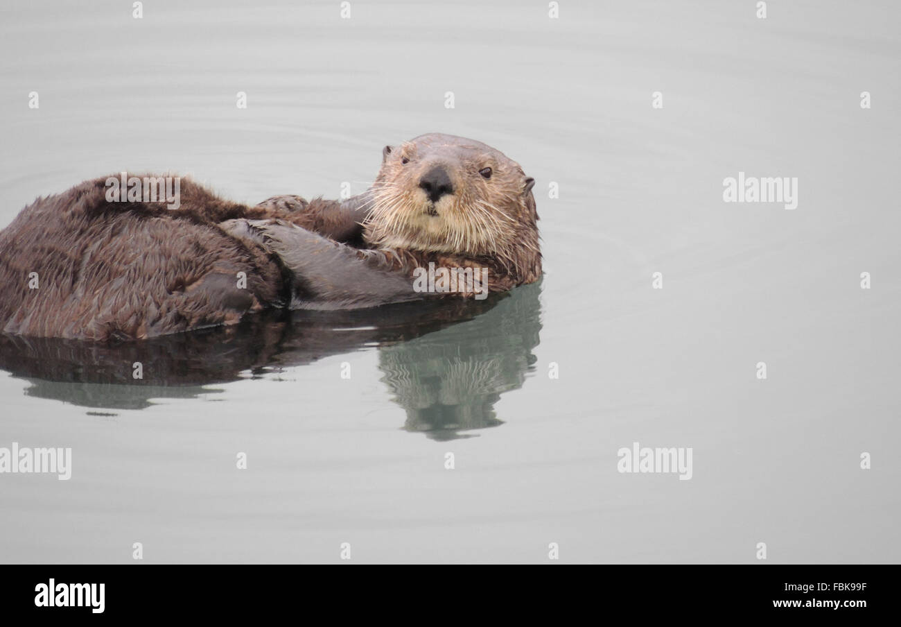 Sea Otter (Enhydra lutris). Le lontre marine sono uno dei più piccoli del mammifero marino famiglia ma uno dei più grandi della donnola Foto Stock