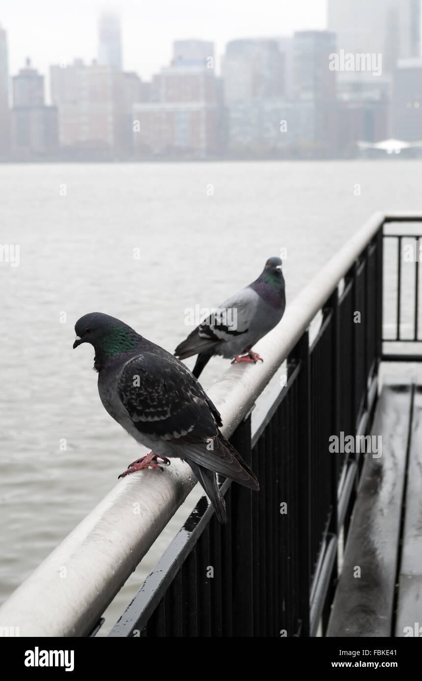 Piccioni urbani arroccati sulla fine del molo a Jersey City waterfront in una nebbiosa, wet giorno guardando attraverso la skyline di New York. Foto Stock