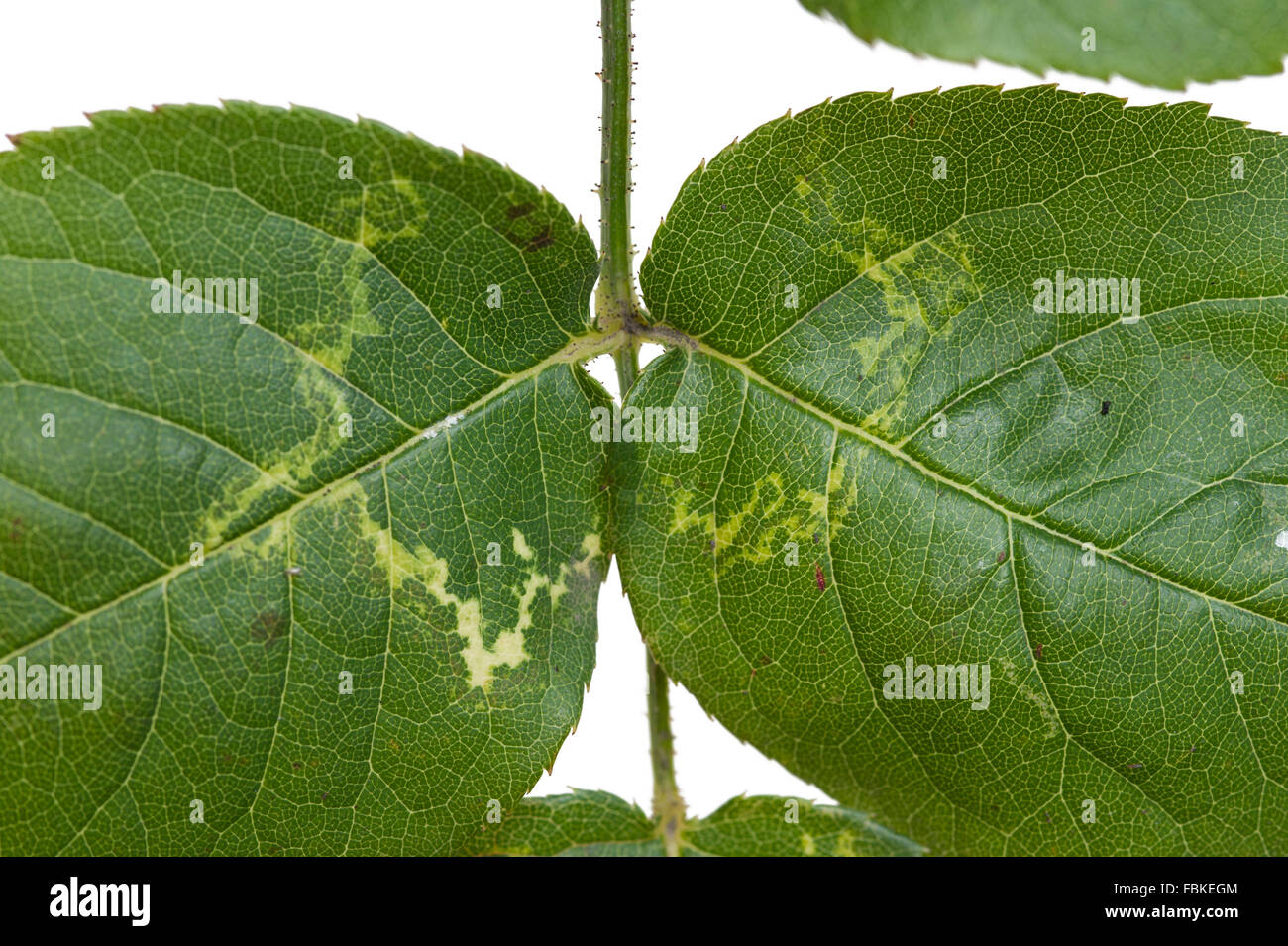 Rose mosaic virus sintomi su foglia di rose Foto Stock