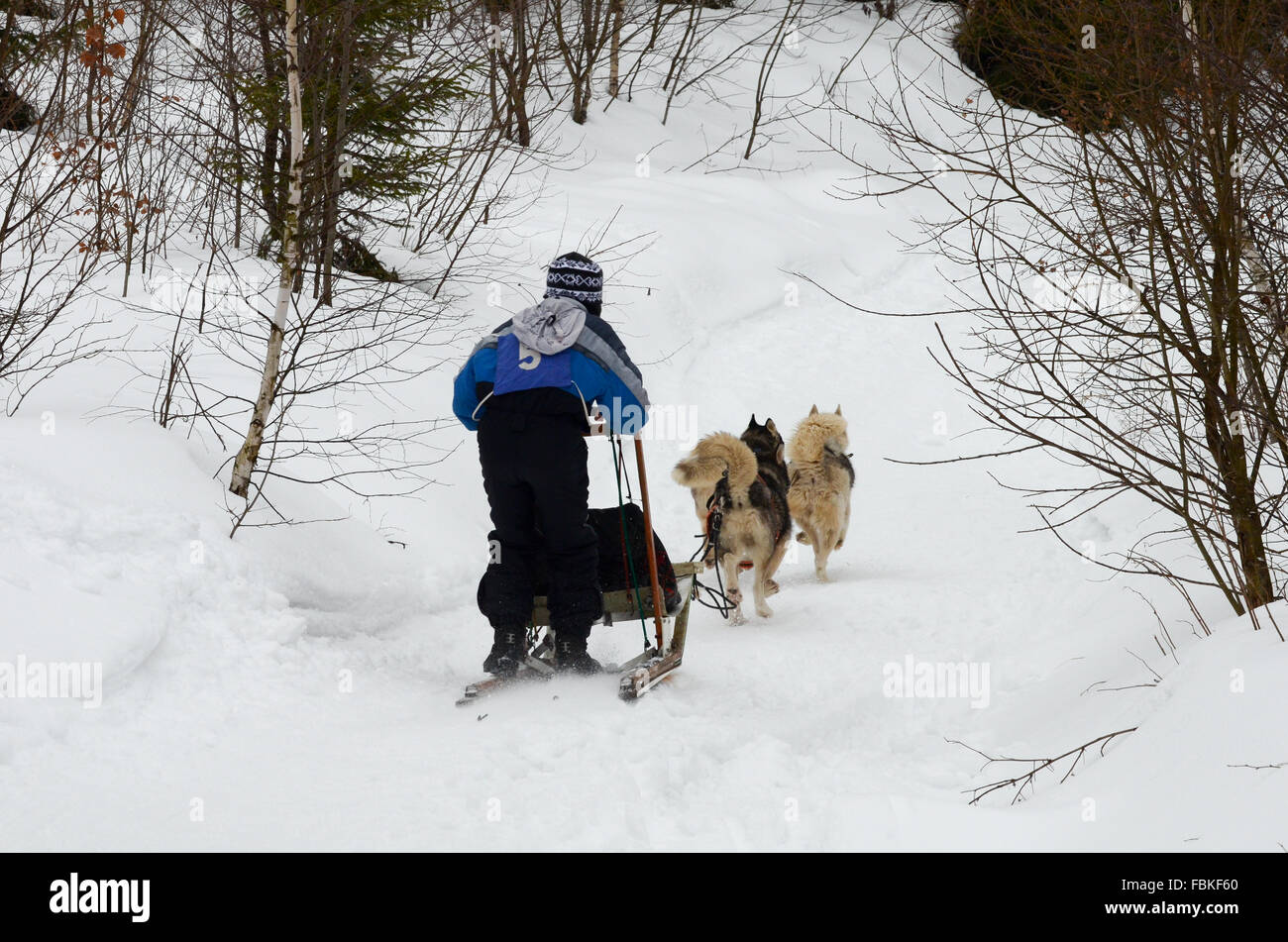 Sled Dog racing con Siberian Husky, Alaskan Malamute, samoyeds, i cani nordici. Foto scattata in Transilvania, Romania. Foto Stock