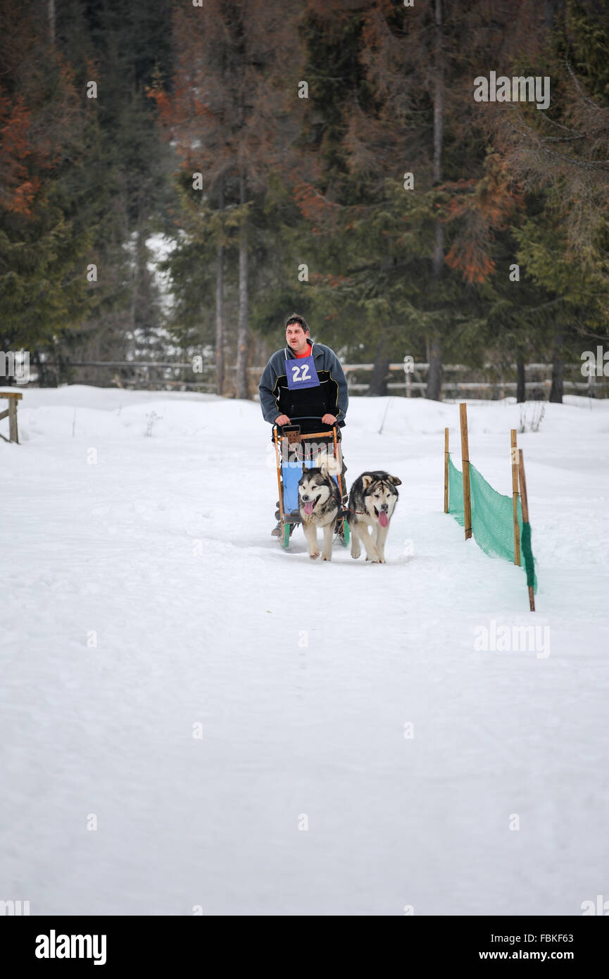 Sled Dog racing con Siberian Husky, Alaskan Malamute, samoyeds, i cani nordici. Foto scattata in Transilvania, Romania. Foto Stock