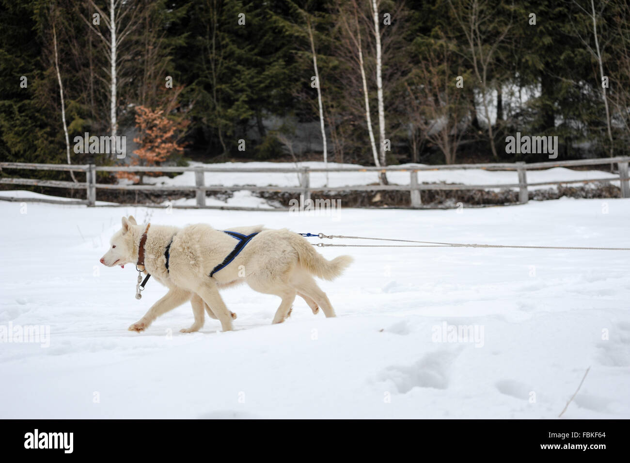 White siberian husky nel sistema di cavi concorrenti a Sled Dog Race Foto Stock