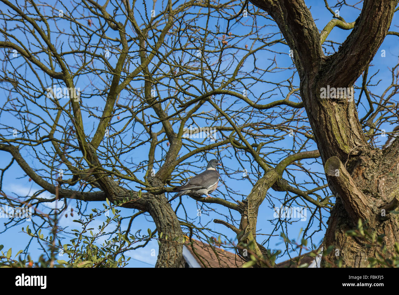 Il colombaccio in una struttura ad albero Foto Stock