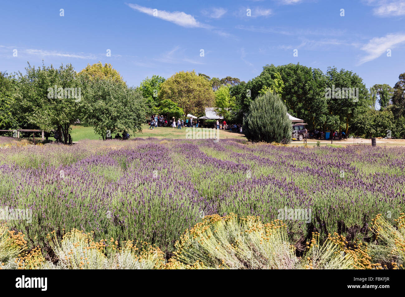 Lavendula azienda agricola italo-svizzero, pastori appartamento vicino a Daylesford, Victoria, Australia Foto Stock