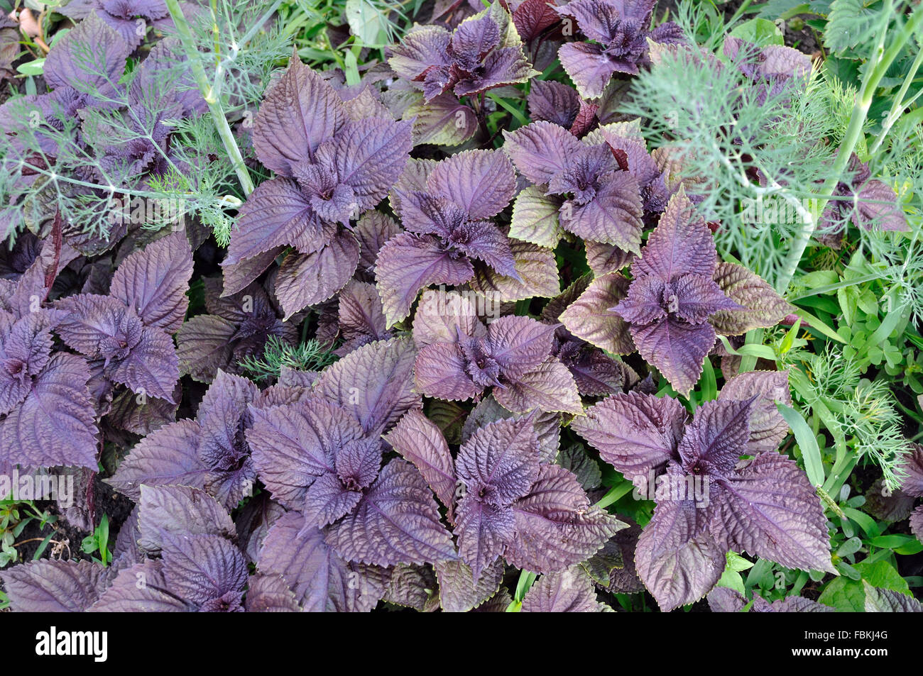 Close-up della coltivazione di piante di viola il basilico e aneto Foto Stock