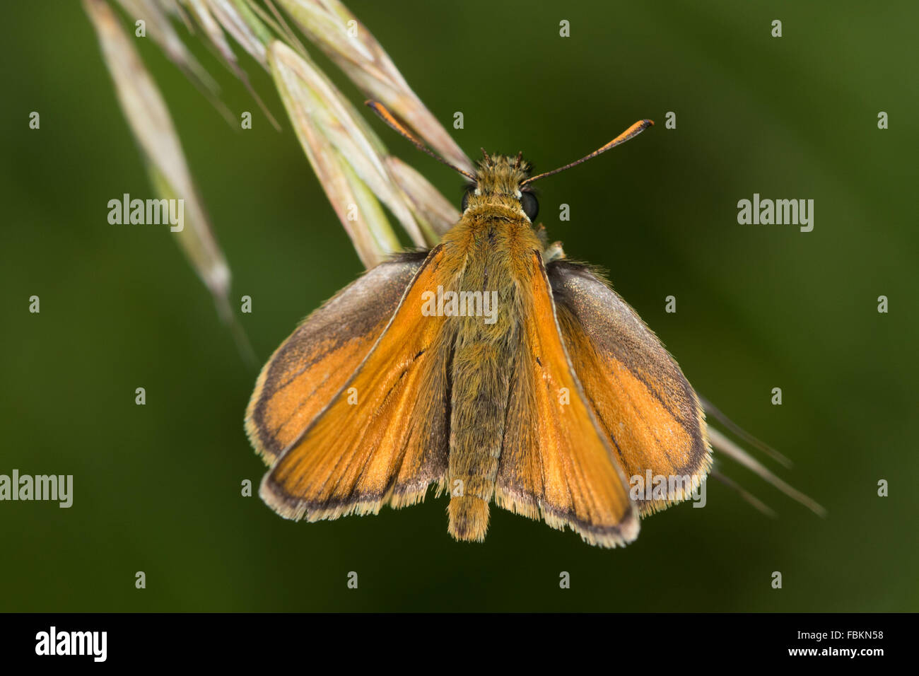 Piccola Skipper (Thymelicus sylvestris) poggiante su un sementi da prato Foto Stock