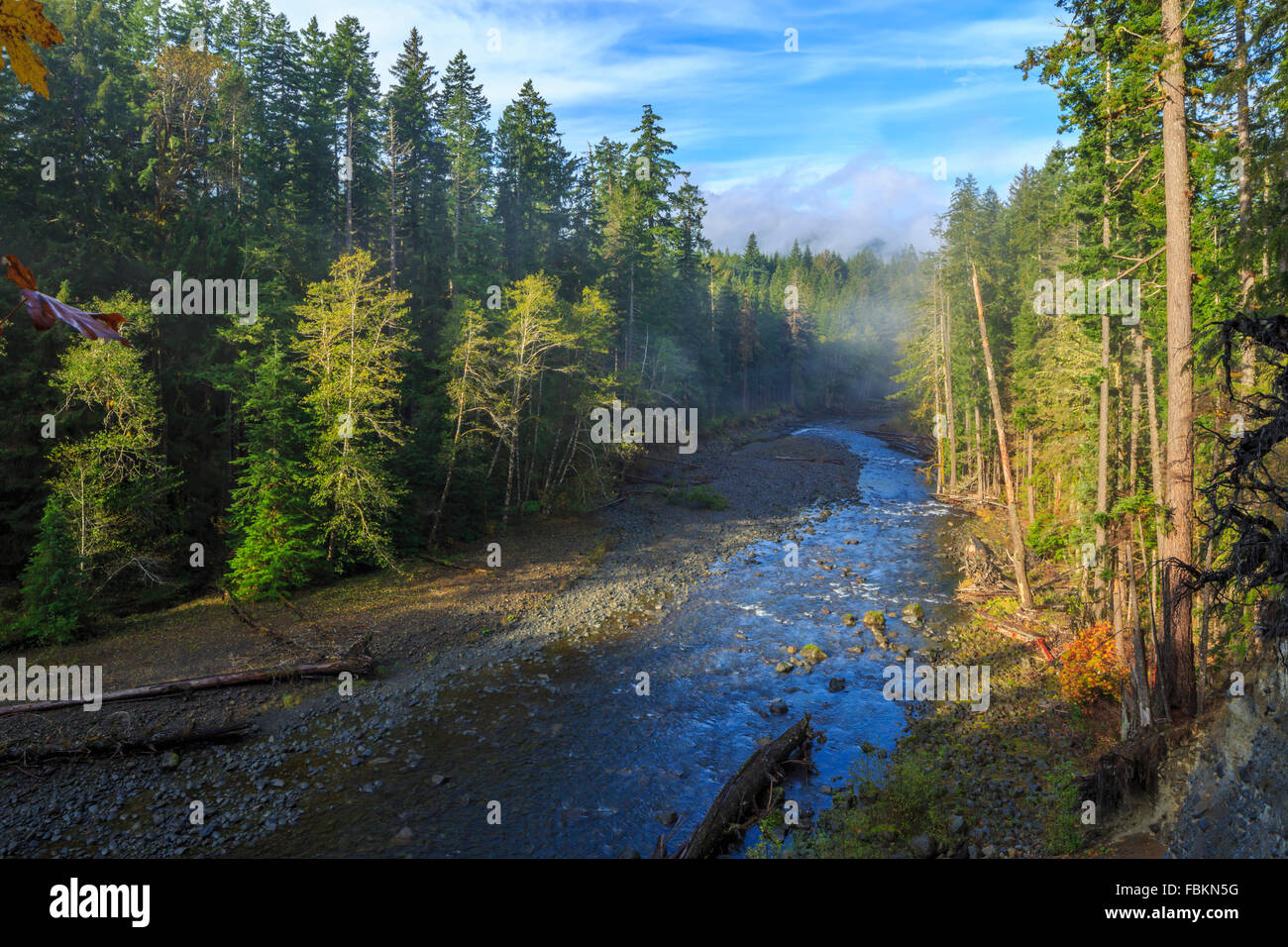 America, bella foresta, verde, escursionismo, hoh, paesaggio, MOSS, mount, nazionale, naturale, natura, Northwest olympic, all'aperto, Foto Stock