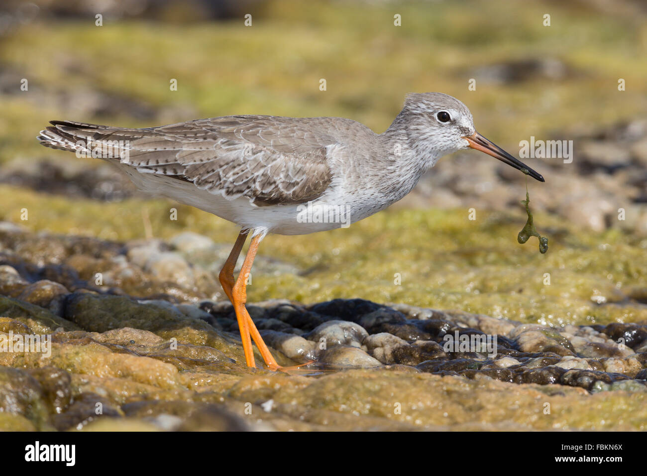 (Redshank Tringa totanus), in piedi in una palude, Qurayyat, Muscat Governatorato, Dhofar, Oman Foto Stock