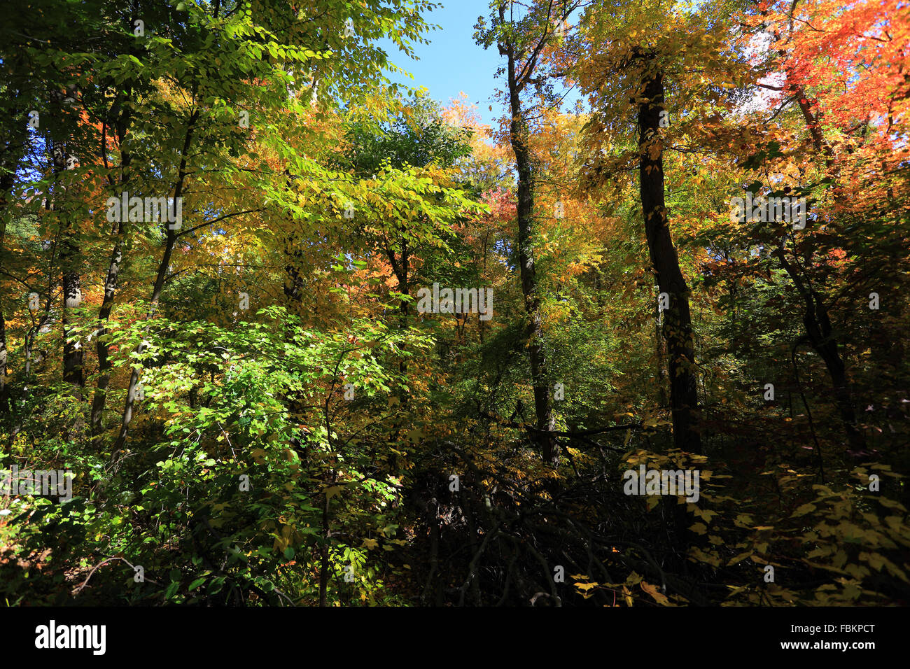 Tibbetts Brook Park Yonkers New York Foto Stock