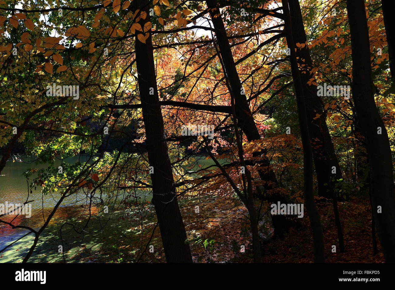 Tibbetts Brook Park Yonkers New York Foto Stock