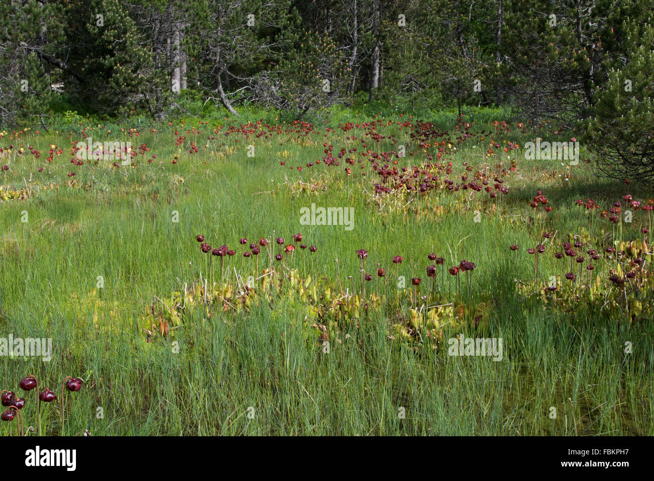 Radura paludosa in una foresta alpina dominata da non nativo brocca viola piante (Sarracenia purpurea) Foto Stock